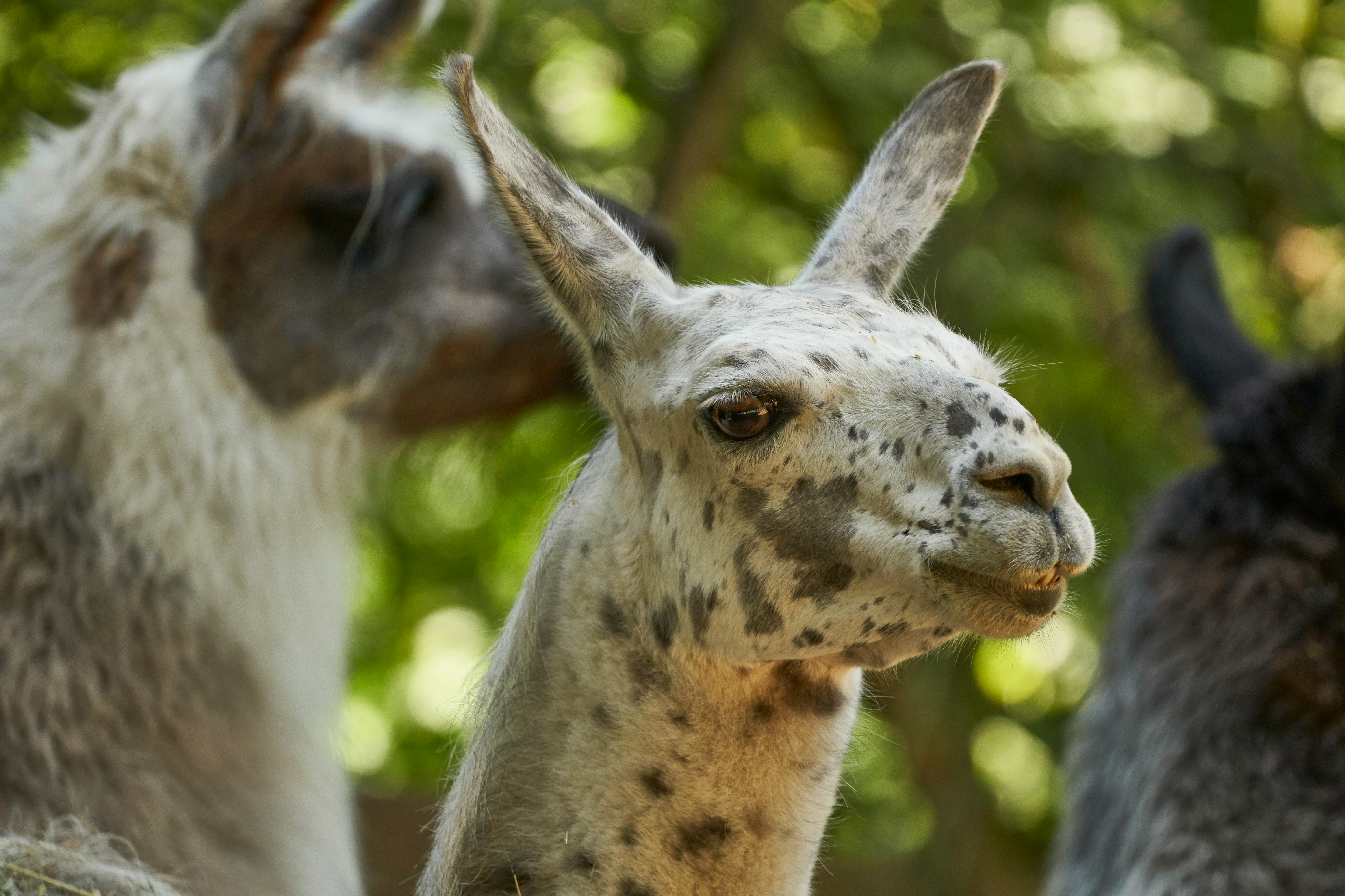 white lama